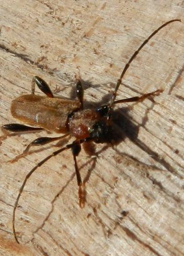Phymatodes testaceus